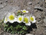 Grossvenediger (3666m) - egy nagyon szép alpesi virág