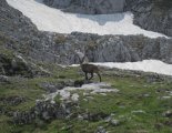 Hochweichsel(2006m) - Hochschwab(2277m)