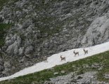 Hochweichsel(2006m) - Hochschwab(2277m)