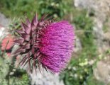 Hohe Wand: Gebirgsvereinssteig - gyönyörű virág a fennsíkon
