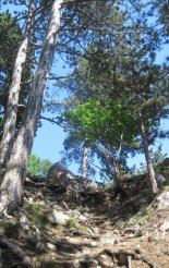 Hohe Wand: Gebirgsvereinssteig - Springlessteig - "A"