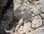 Hohe Wand: Wildenauersteig - a következő szakasz