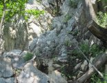 Hohe Wand: Wildenauersteig - az egyetlen drótkötéllel biztosított részünk