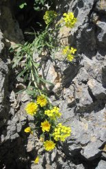 Hohe Wand: Wildenauersteig