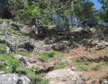 Hohe Wand: Wildenauersteig - Springlessteig