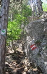 Hohe Wand: Wildenauersteig - Springlessteig