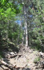 Hohe Wand: Wildenauersteig - Springlessteig
