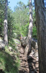 Hohe Wand: Wildenauersteig - Springlessteig