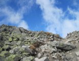 Magas-Tátra: Nagyszalóki-csúcs (2452m)