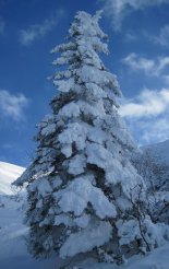 Schneeberg (2076m) hótalpas túra