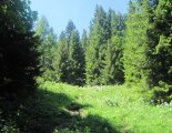 Schneeberg (2076m) - túránk egy nagyon szép erdőben folytatódik