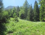 Schneeberg (2076m) - túránk során néhol gyönyörű virágos réteken haladunk 