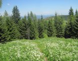 Schneeberg (2076m) - túránk során néhol gyönyörű virágos réteken haladunk