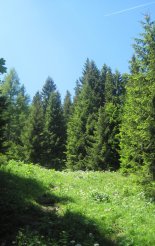 Schneeberg (2076m) - túránk egy nagyon szép erdőben folytatódik