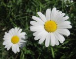 Hohe Wand: Gebirgsvereinssteig - gyönyörű virág a fennsíkon