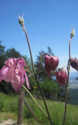 Hohe Wand: Gebirgsvereinssteig - gyönyörű virág a fennsíkon