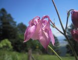 Hohe Wand: Wildenauersteig - fantasztikus virágok a fennsíkon