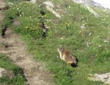 Grossvenediger (3666m) - túránkat végig szelíd mormoták kísérik