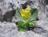 Rax-Alpok: Preinerwandsteig - szép alpesi virág