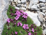 Rax-Alpok: Preinerwandsteig - szép alpesi virág
