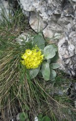Kaiserschild klettersteig - gyönyörű alpesi virág