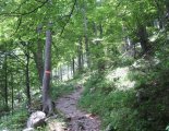 Schneepalpe: Windberg(1903m) - fenyves 
